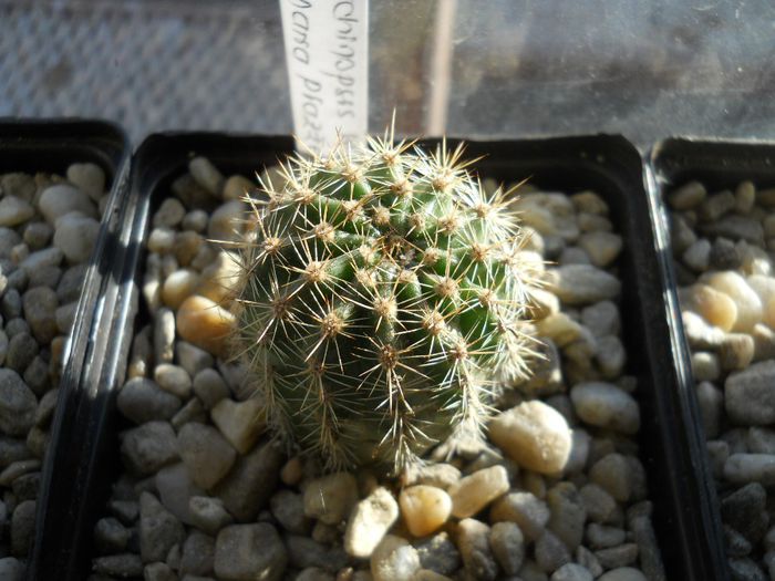 DSCN6853 - Cactusi si suculente  2