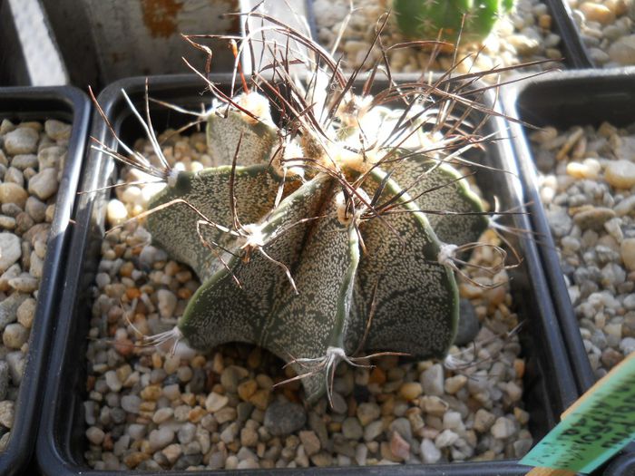 DSCN6855 - Cactusi si suculente  2