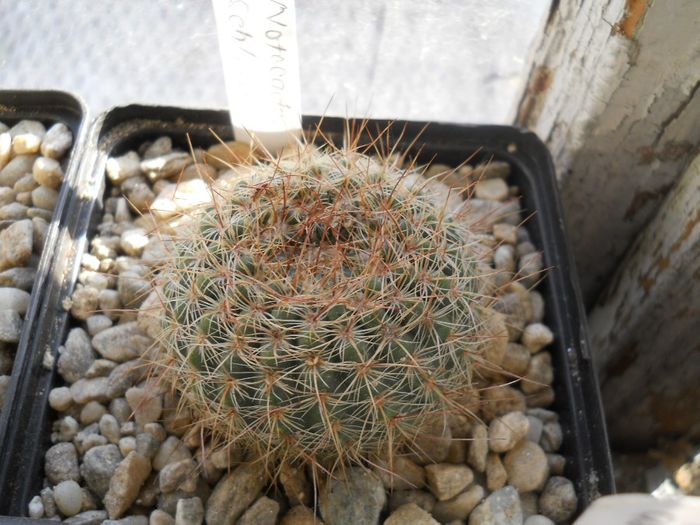 DSCN6859 - Cactusi si suculente  2