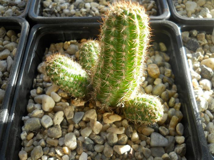 DSCN6862 - Cactusi si suculente  2