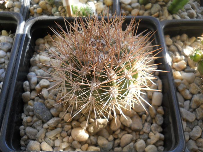 DSCN6877