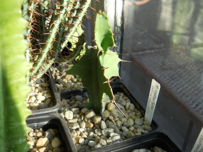 DSCN6917 - Cactusi si suculente  2