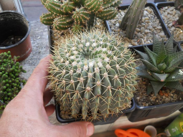 DSCN6928