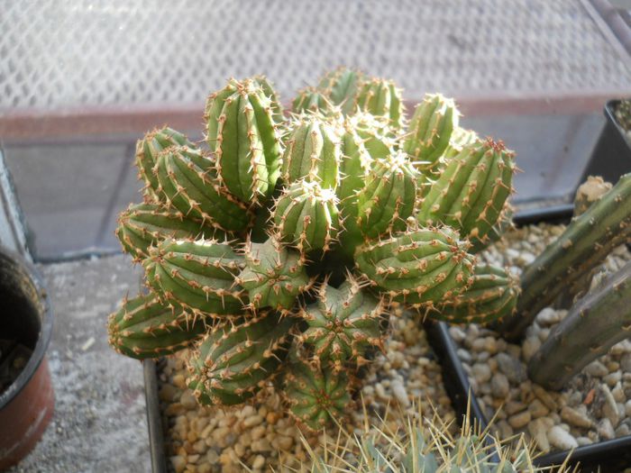 DSCN6929