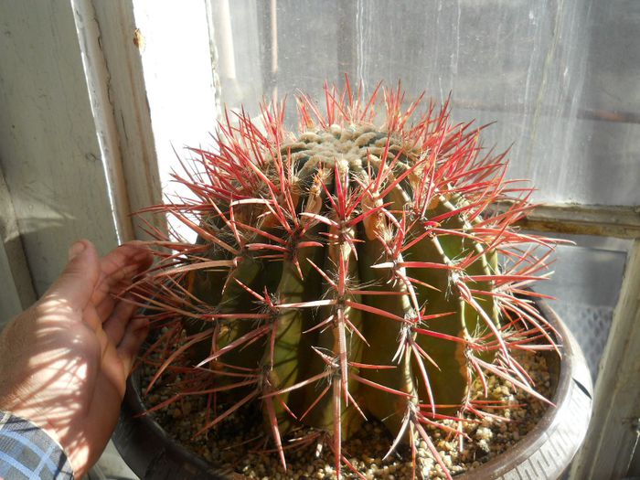 DSCN6934