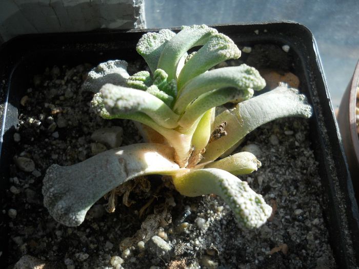 DSCN6938