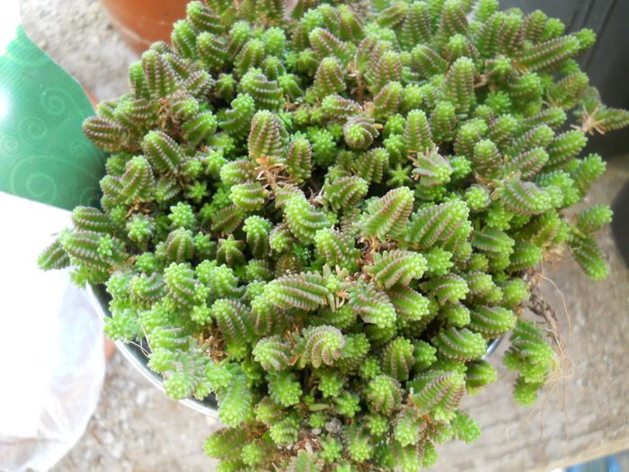 DSCN6954