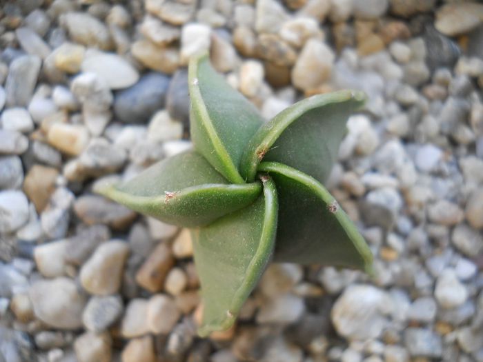 DSCN6962