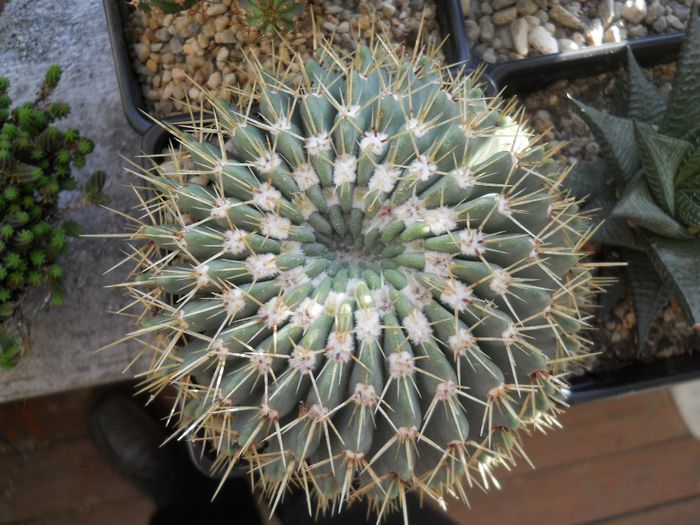 DSCN6975 - Cactusi si suculente  2