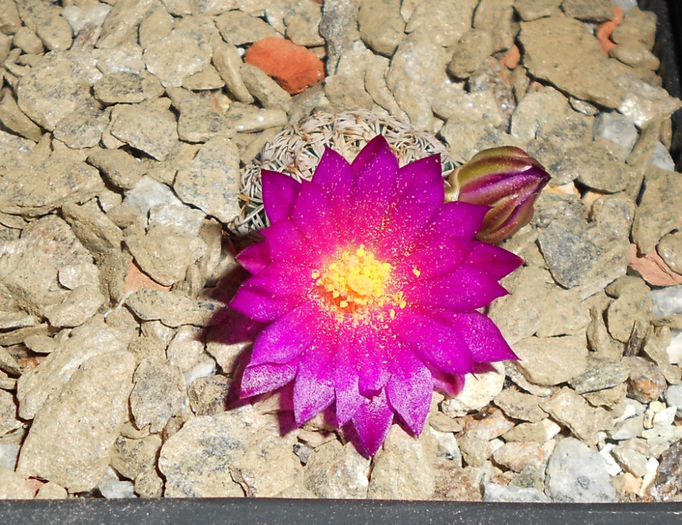 mammillaria hernandezii