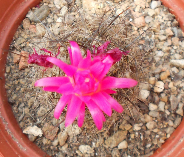 eriosyce - b-cactusi infloriti