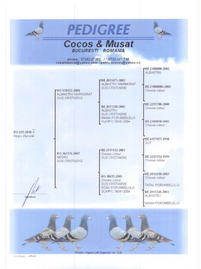 Pedigree mama - 52827 - 12 M 26 clasari in 2 ani