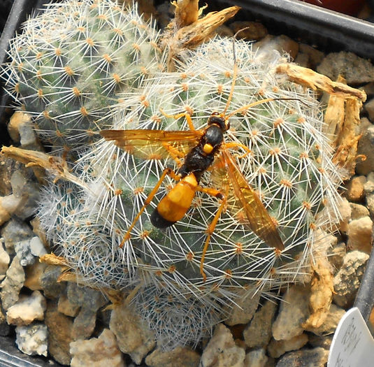 viespe pe rebutia - d-insecte si cactusi