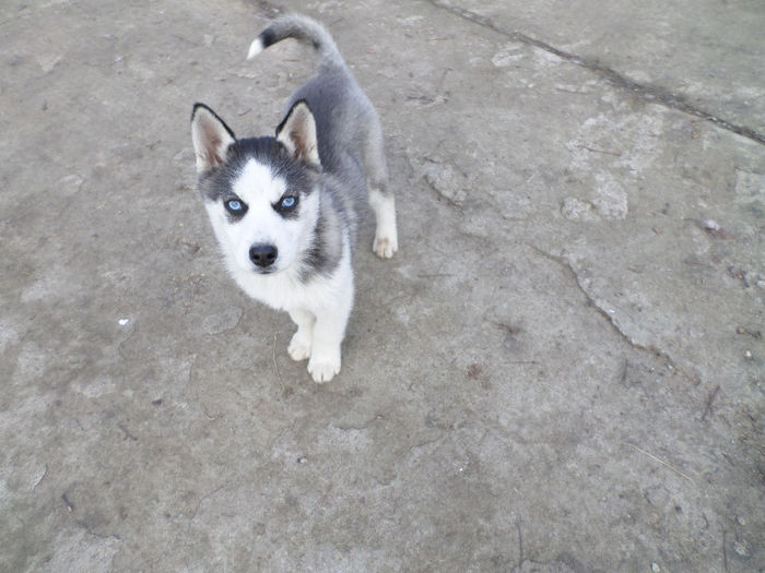 SAM_0762 - D-1-CATELUSA HUSKY DE VANZARE