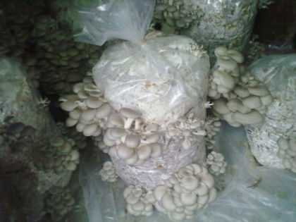 Prima productie 2013 - 5 - Ciuperci Pleurotus