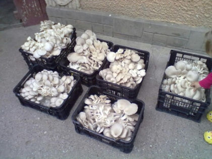 Prima productie 2013 - 5 - Ciuperci Pleurotus