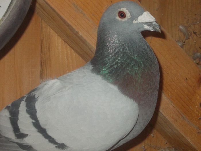 DSCN0554; 007 origine fratii visoiu si baciucu ghe
