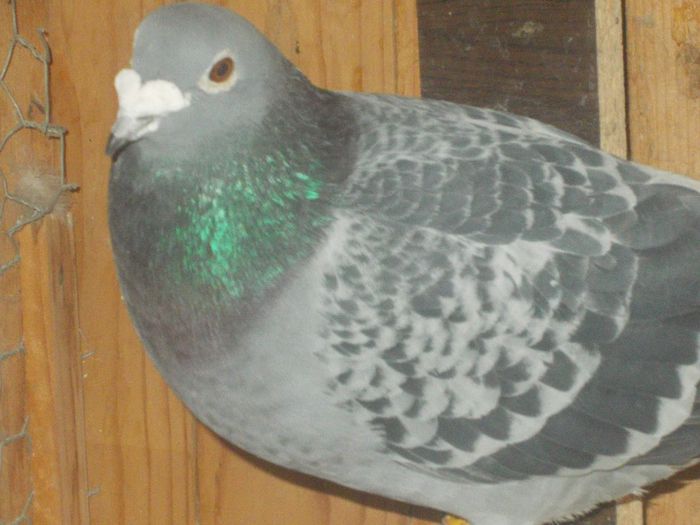 DSCN0561; cosmin popescu
