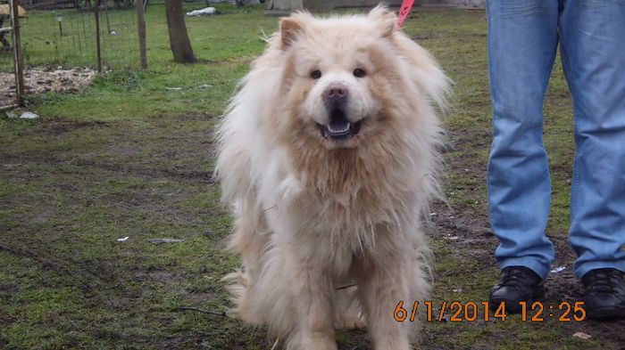 IMG_0065 - chow-chow maramures