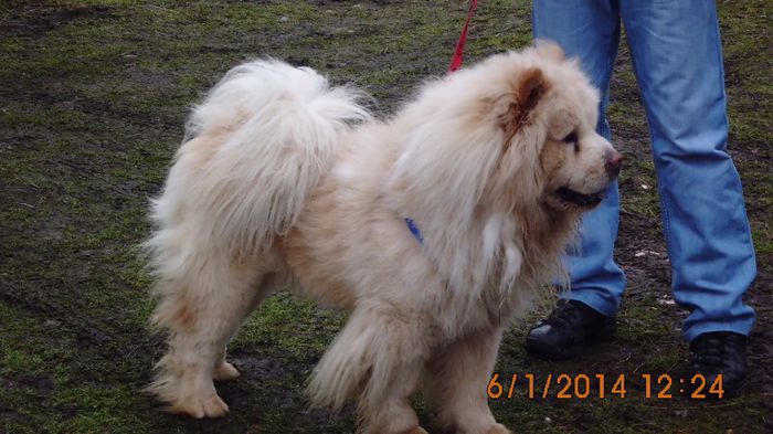 IMG_0061 - chow-chow maramures