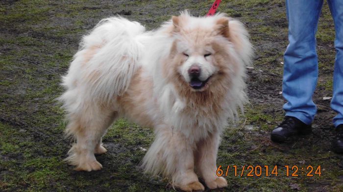 IMG_0063 - chow-chow maramures