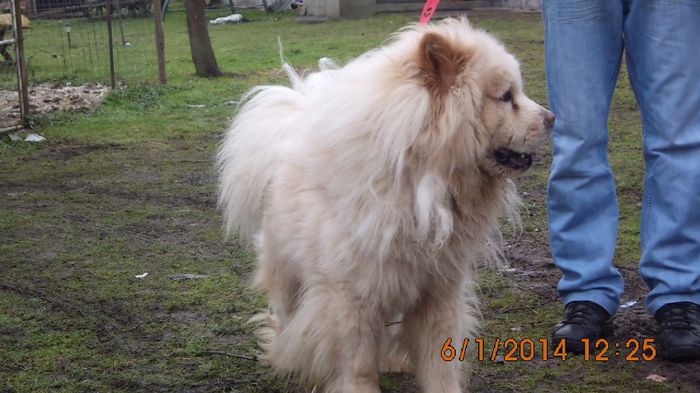 IMG_0064 - chow-chow maramures