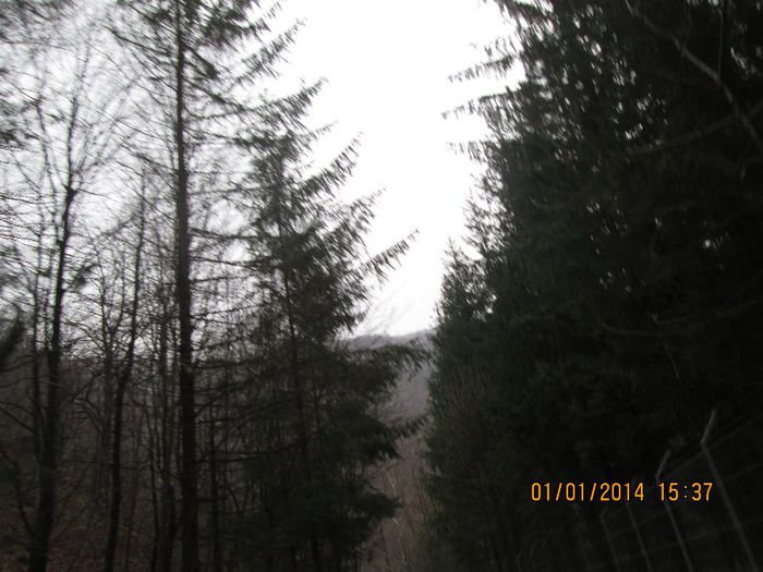 IMG_1998 - Pe Valea Sohodolului in ianuarie