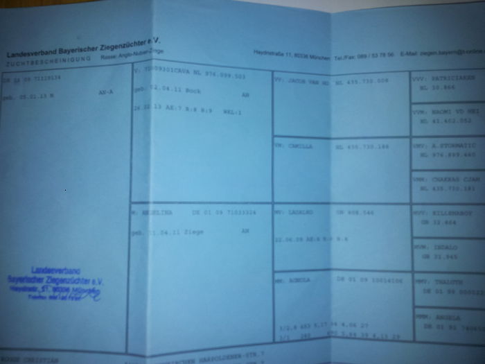 2013-12-30 18.31.53; pedigrei capra anglonubiana
