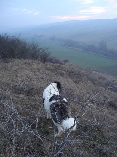 Raza de Brailita - d -ianuarie-aprilie 2014