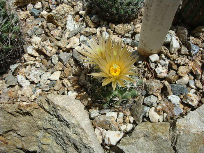 Escobaria missouriensis var. similis   (Engelm.) N.P.Taylor1983