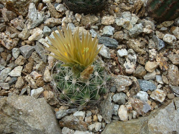 Escobaria missouriensis var. similis  (Engelm.) N.P.Taylor1983 - Genul Escobaria