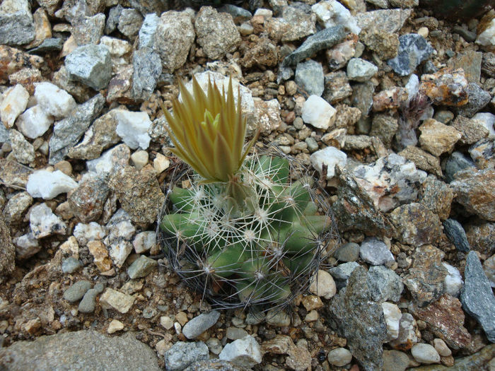 Escobaria missouriensis var. similis (Engelm.) N.P.Taylor1983 - Genul Escobaria