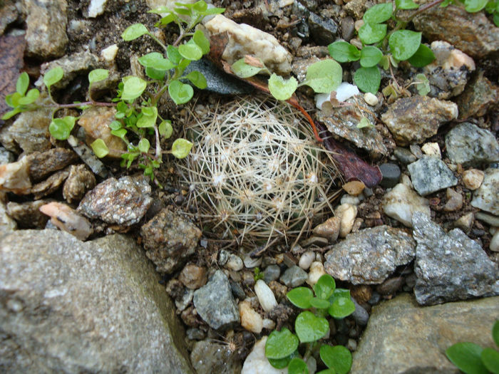 Escobaria missouriensis var. similis (Engelm.) N.P.Taylor1983; iarna (01.04.2014)
