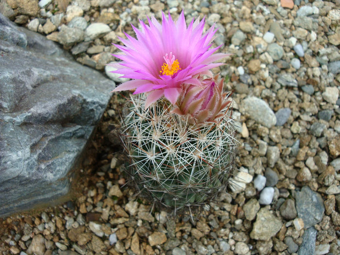 Escobaria vivipara         (Nutt.) Buxb.1951 - Genul Escobaria