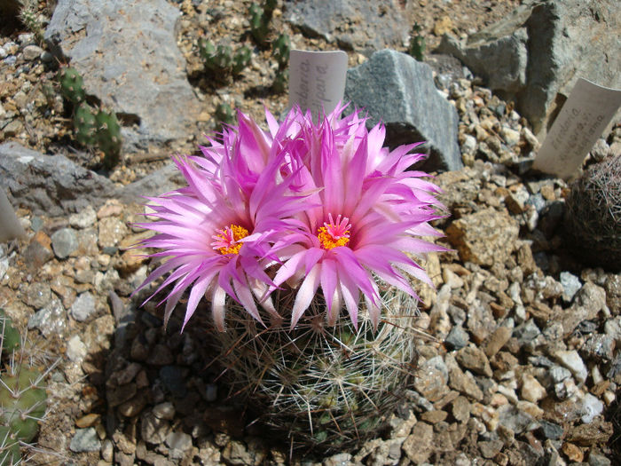 Escobaria vivipara     (Nutt.) Buxb.1951 - Genul Escobaria