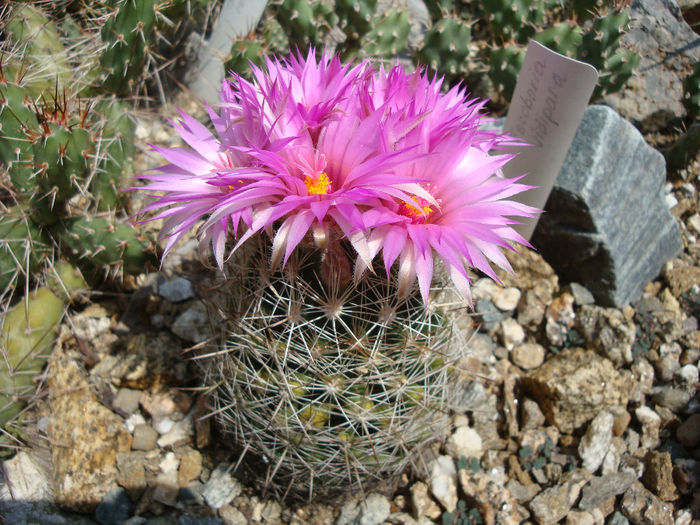 Escobaria vivipara    (Nutt.) Buxb.1951 - Genul Escobaria