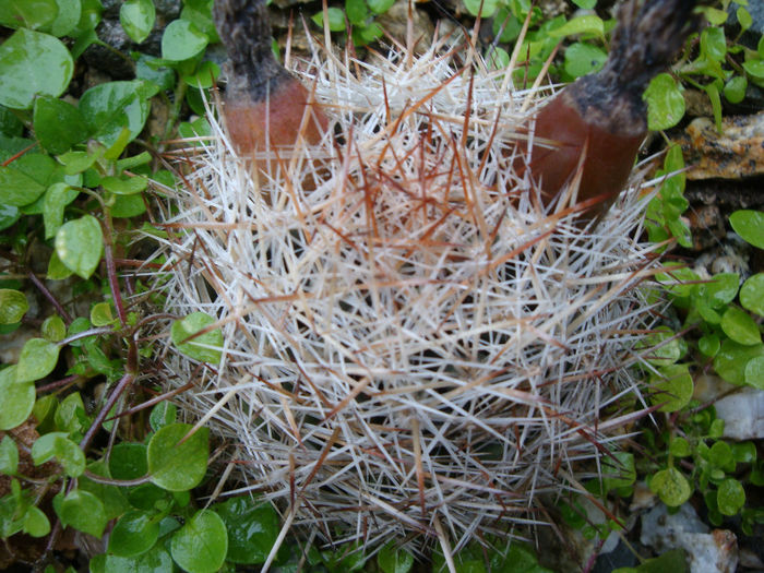 Escobaria vivipara (Nutt.) Buxb.1951 - Genul Escobaria