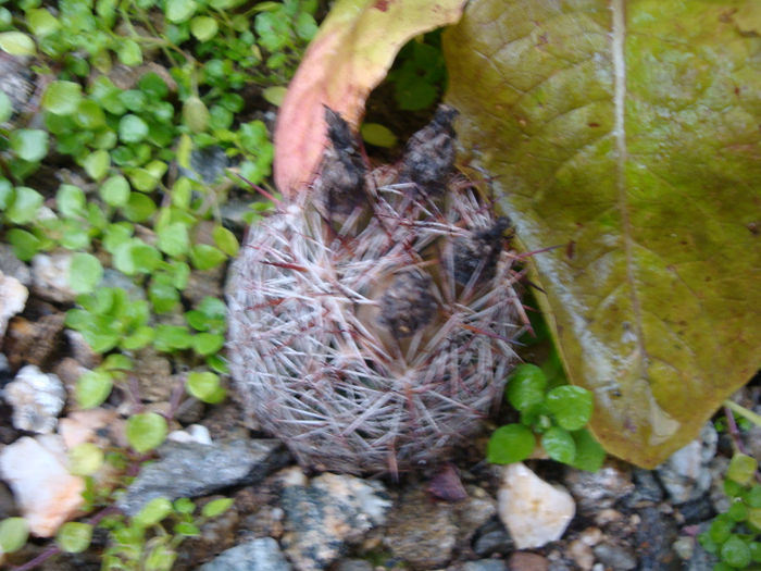 Escobaria vivipara var. buoflama (PC Fischer) NP Taylor 1983; iarna (01.04.2014)
