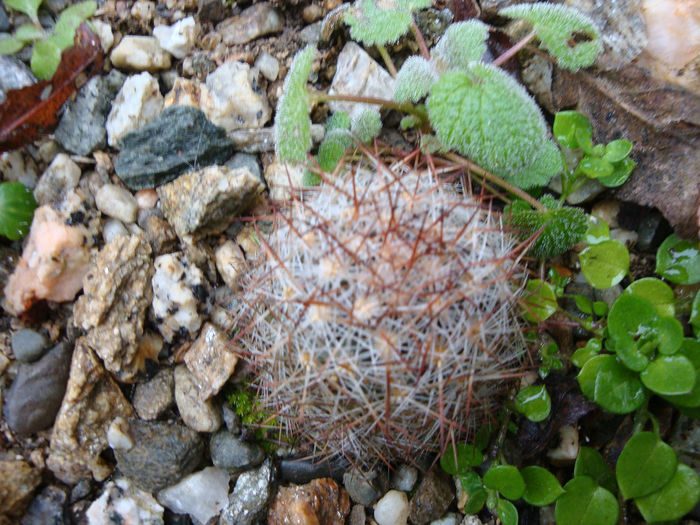 Escobaria vivipara var. neomexicana (Engelm.) Buxb.1972; iarna (01.04.2014)
