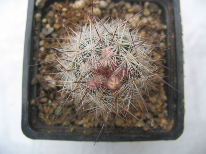 Escobaria zilziana  (Boed.) Backeb.1961