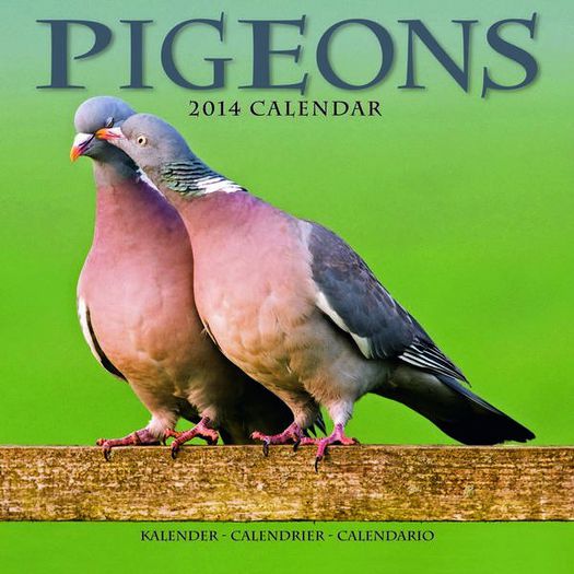 porumbei calendar