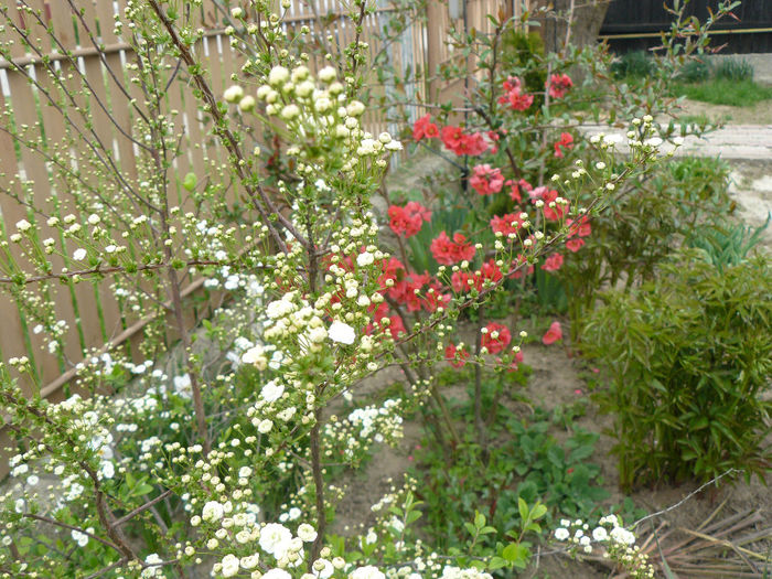 Prunus si Chenomelas; Prunus gradiflora stanga si chaenomela dreapta (3ani)_2013
