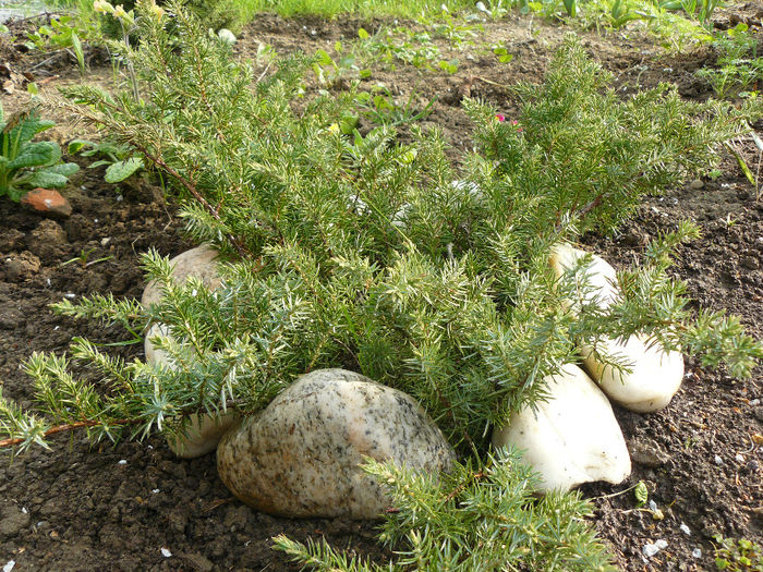 Juniperus - wPlantele mele in 2013