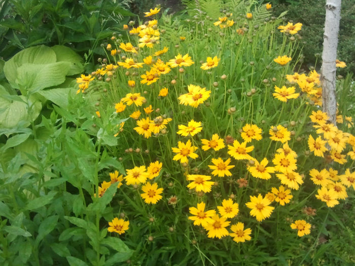 Frumusica_Coreopsis - wPlantele mele in 2013