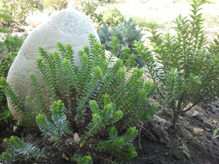 Hebe; Hebe plante vesnic verzi din Noua Zeeilanda,superbe in orice anotimp. Le recomand
