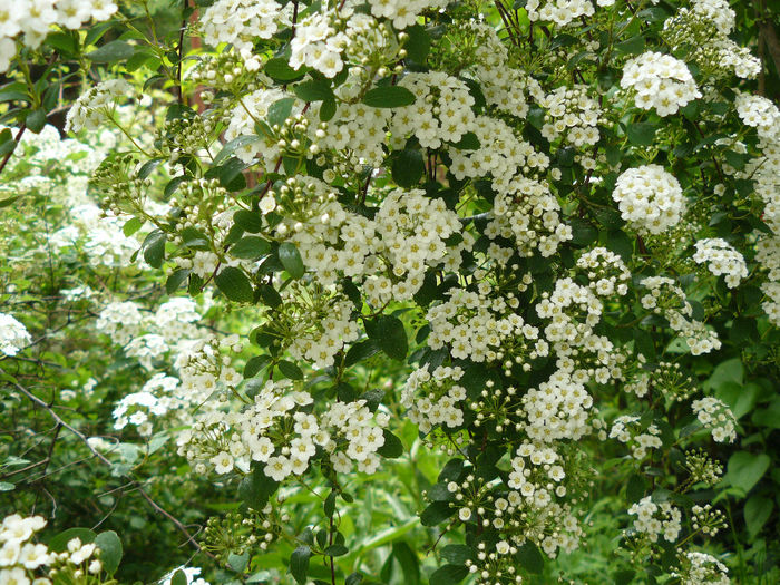 Cununita miresei; Spirea vanhutei_Minunat tufis cu ramuri arcuitoare pline de flori. Este important sa nu fie tuns
