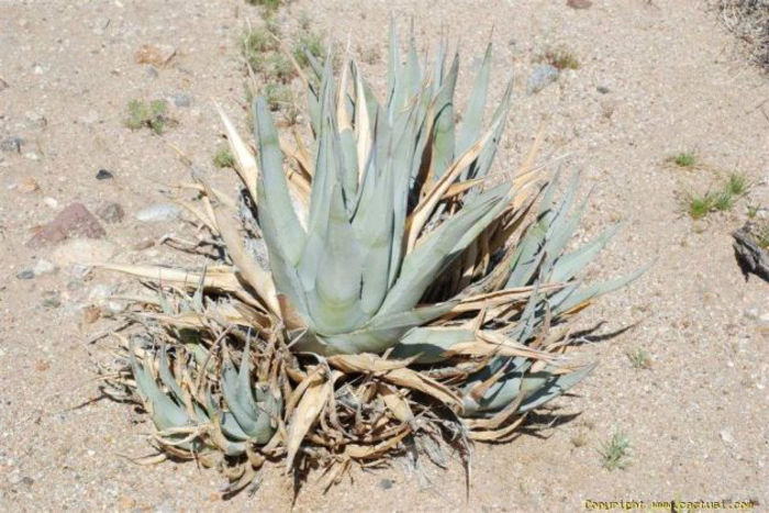 4_agave_desertii-t1