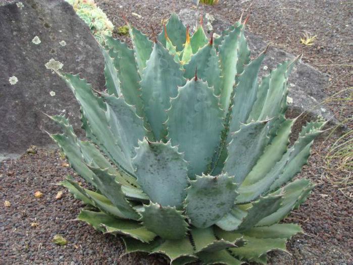 agave  guadalajarana