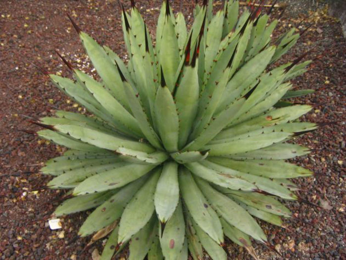 agave  macroacantha