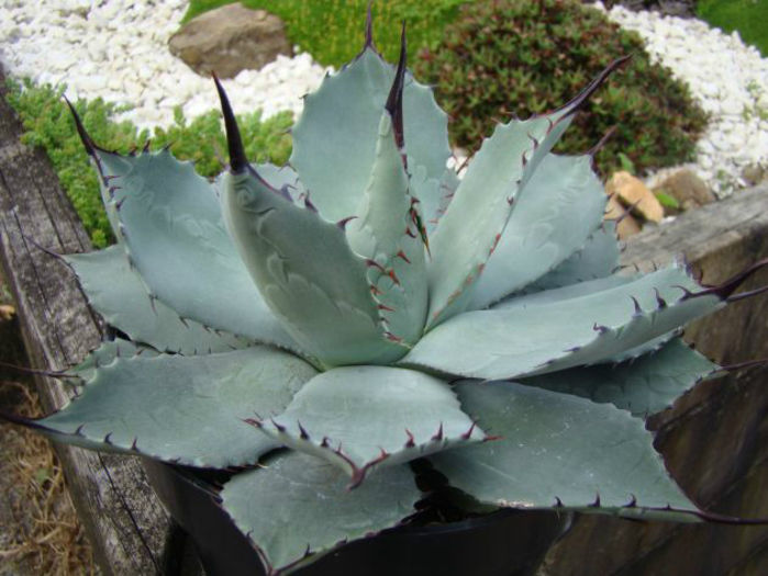 agave  parryi var huachucensis - minuni ale naturi create de dumnezeu 6